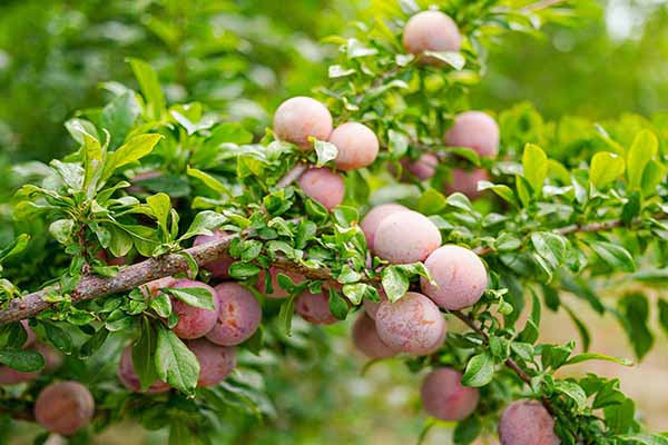 newport plum tree fruit