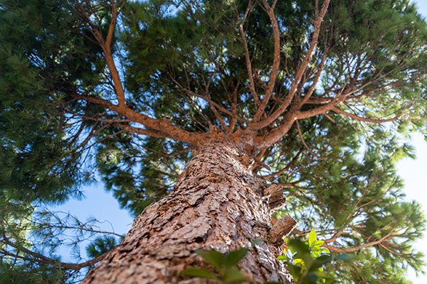 Tall pine tree with rough bark from below to upwards Blue sky b