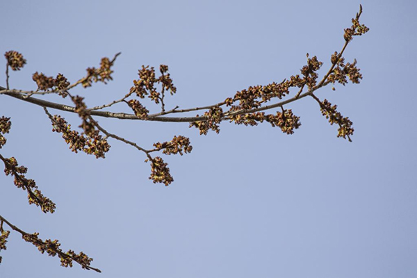 accolade elm gree branch