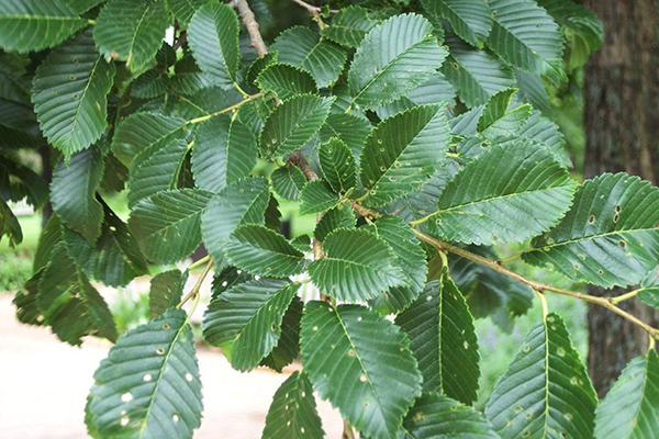 accolade elm tree leaves