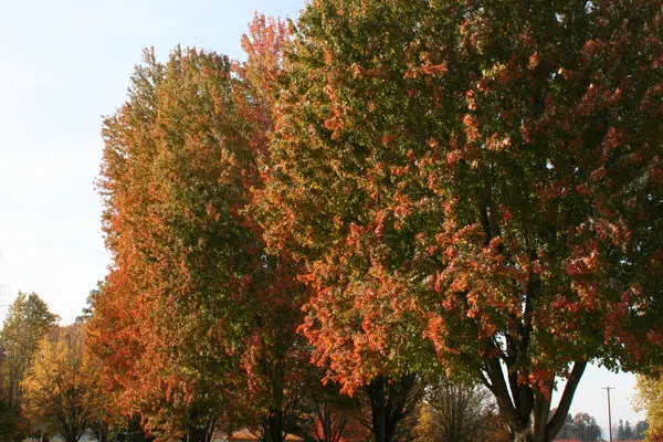 armstrong maple tree