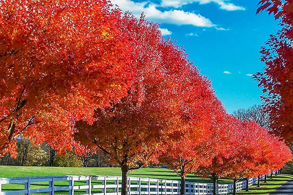 autumn blaze maple tree