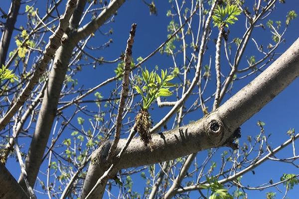 autumn purple ash branch