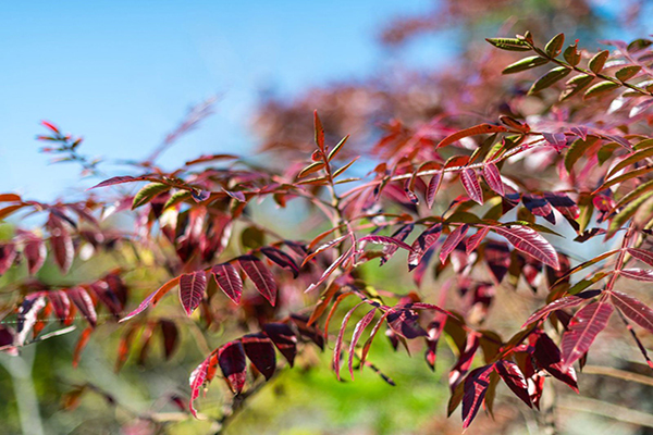 autumn purple ash leaves
