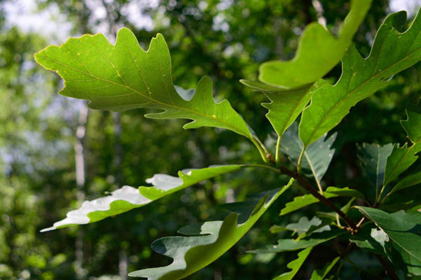 bur oak tree leaves