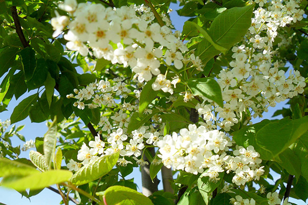 chokecherry canada red tree flowers