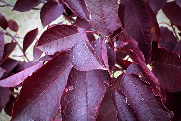 chokecherry canada red tree leaves