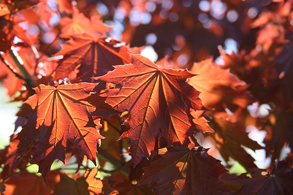 crimson sentry maple tree branch