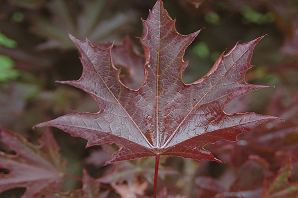 crimson sentry maple tree leaf