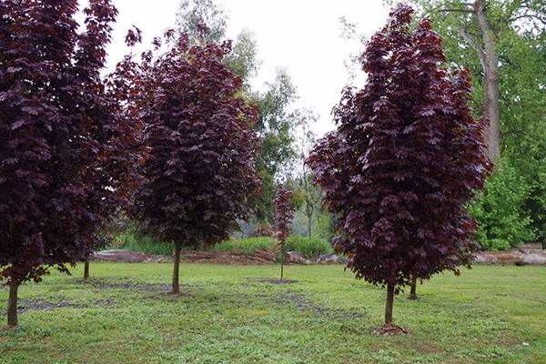 crimson sentry maple tree