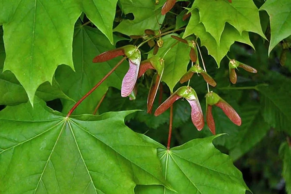 emerald queen maple tree branch