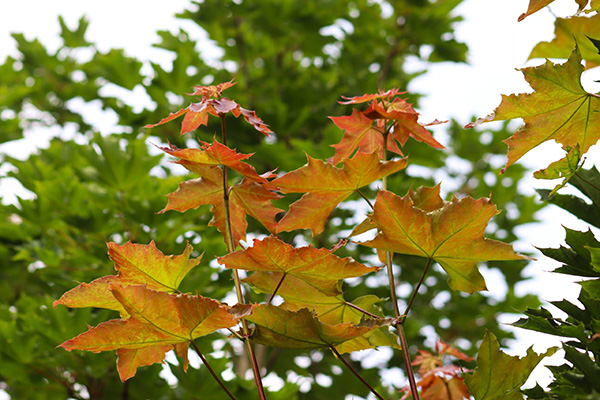 emerald queen maple tree leaves