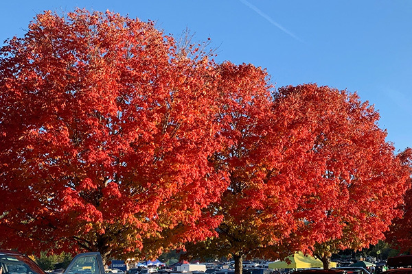 flashfire maple tree