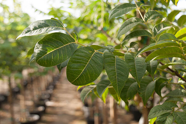 frontier elm tree leaves