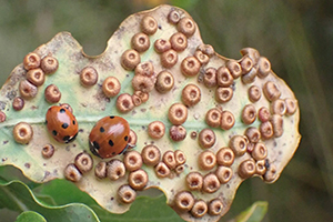 Leaf with brown circular rust fungus spots on the surface, with two red ladybugs nearby.