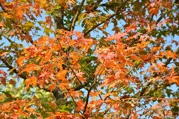 green mountain maple tree branch