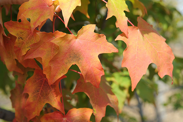green mountain maple tree leaves