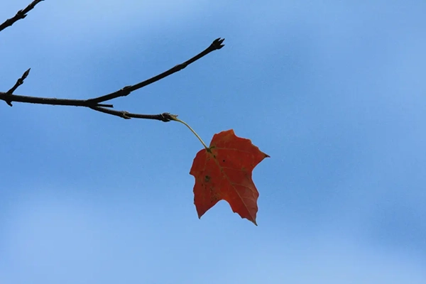 highland park maple tree branch