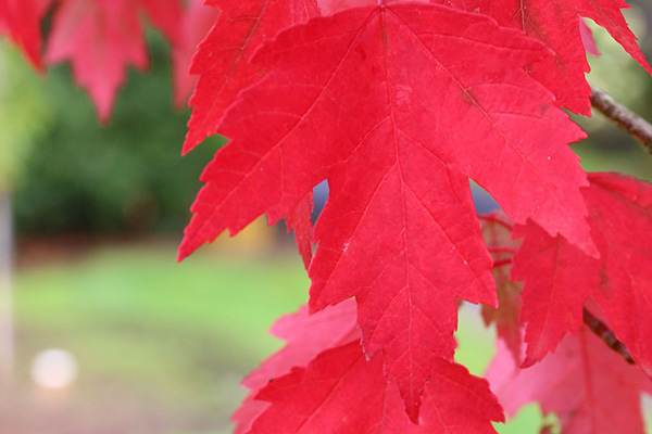 highland park maple tree leaves