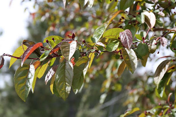 indian magic crabapple tree branch