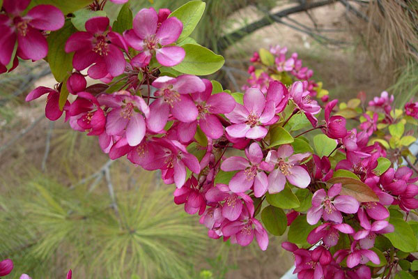 indian magic crabapple tree leaves