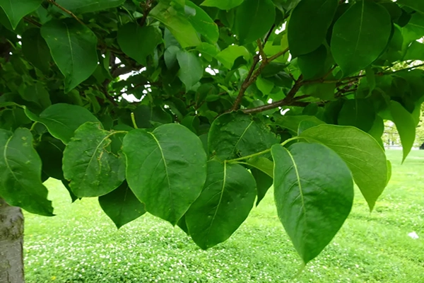 japanese lilac branch