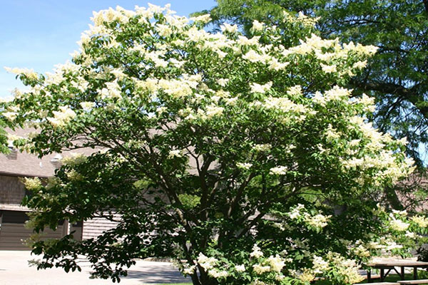 japanese lilac tree