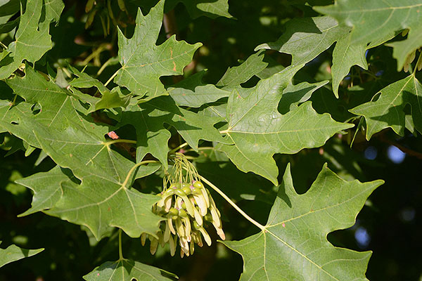 john pair caddo maple tree branch