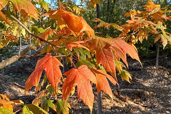 john pair caddo maple tree leaves