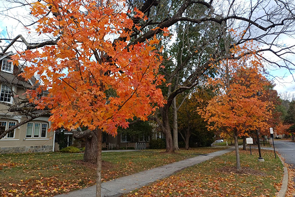 john pair caddo maple tree