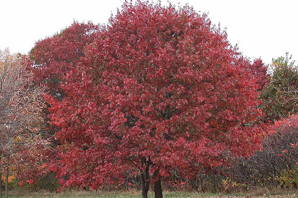 northern red oak tree