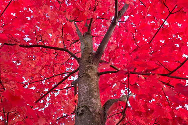 october glory maple tree branches