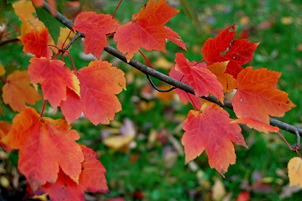 october glory maple tree leaves