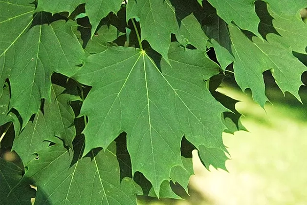 parkway maple tree leaves