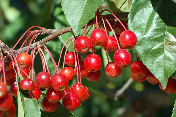 prarifire crabapple tree fruit