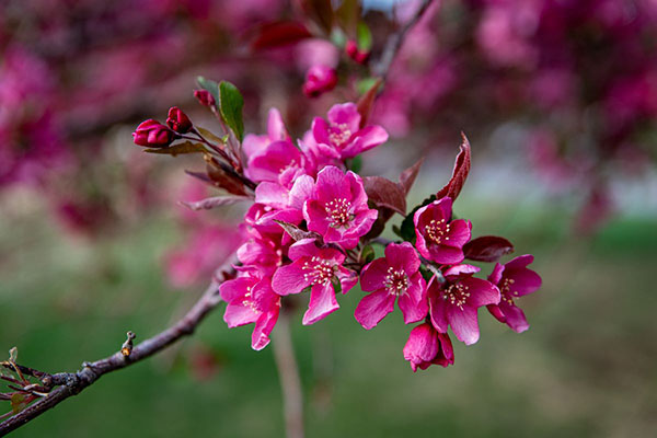 prarifire crabapple tree leaves