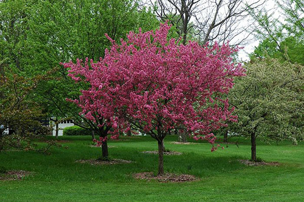 prarifire crabapple tree