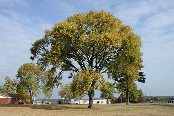 princeton elm tree