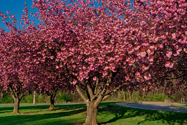 radiant red crabapple trees