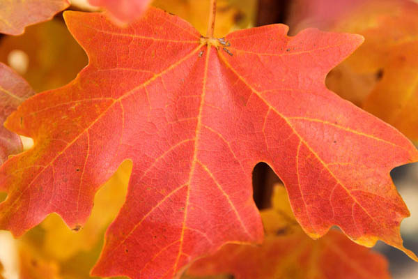rocky mountain glow maple tree leaves