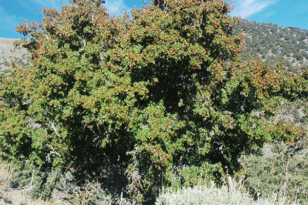 rocky mountain glow maple tree
