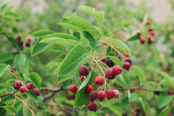 serviceberry tree fruit