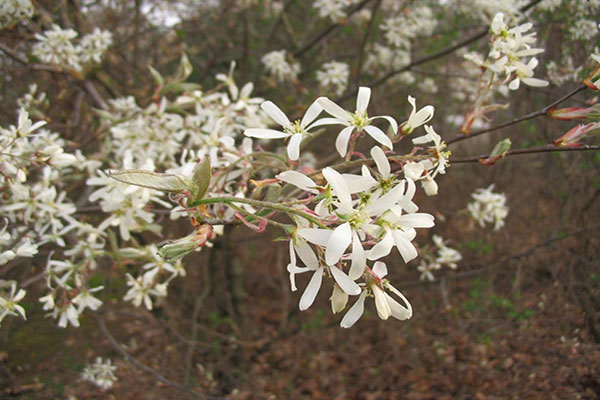 serviceberry tree leaves