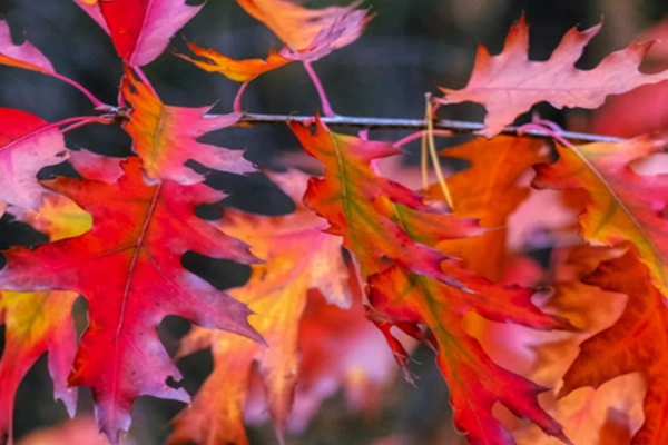 shumard oak tree leaves