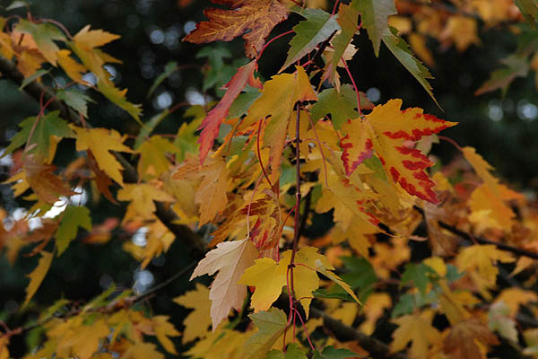 sienna glen maple tree branch