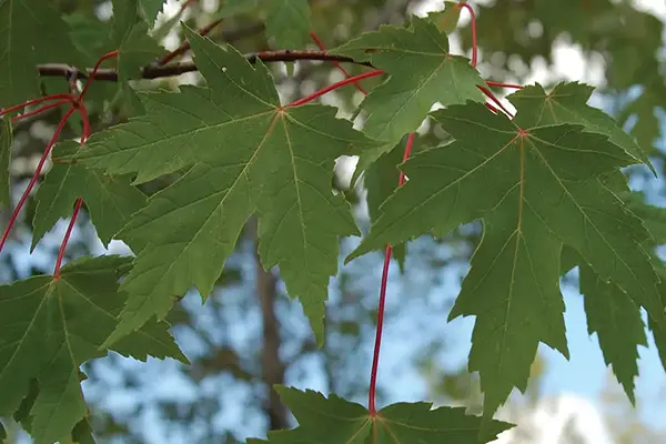 sienna glen maple tree leaves