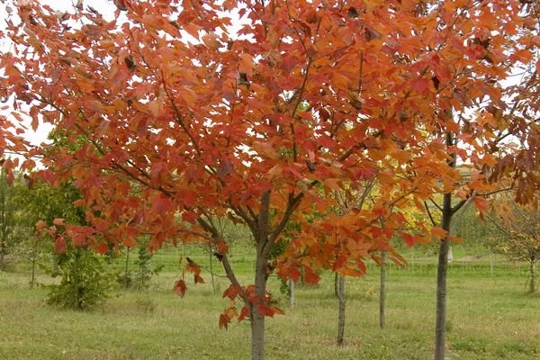 sienna glen maple tree