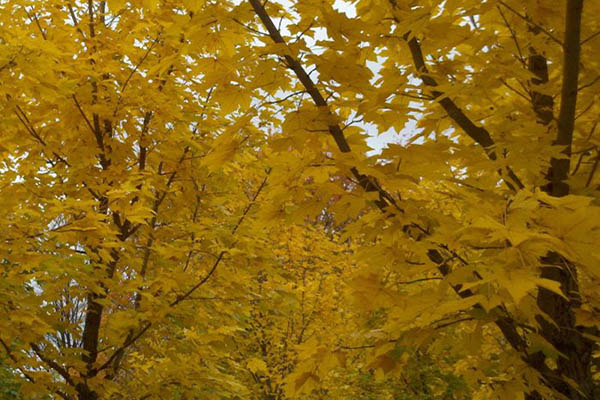 slate street maple tree branches