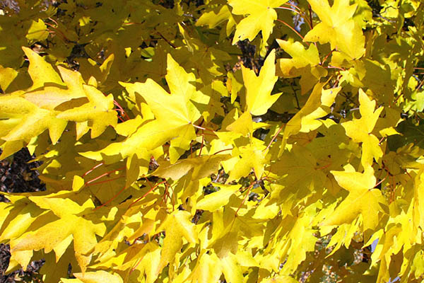 slate street maple tree leaves