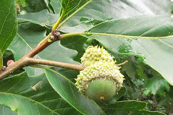 swamp white oak tree branch
